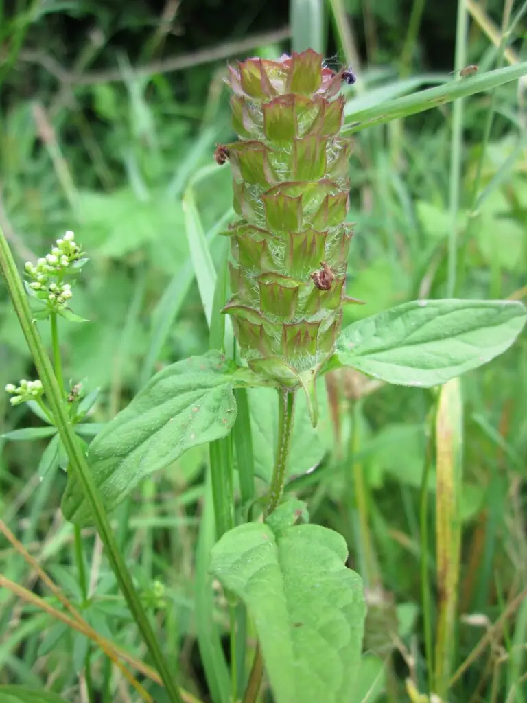 Two-lipped flowers and lance-shaped paired leaves of Prunella vulgaris