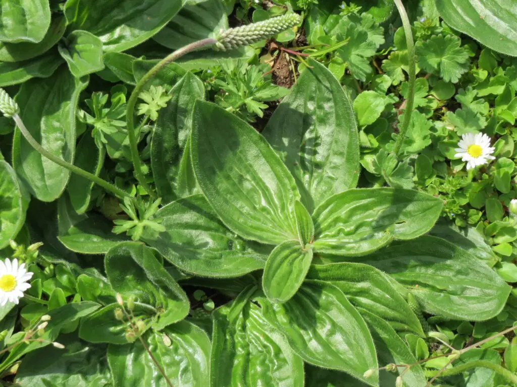 Flat rosette of broad hairy leaves of hoary plantain Plantago media