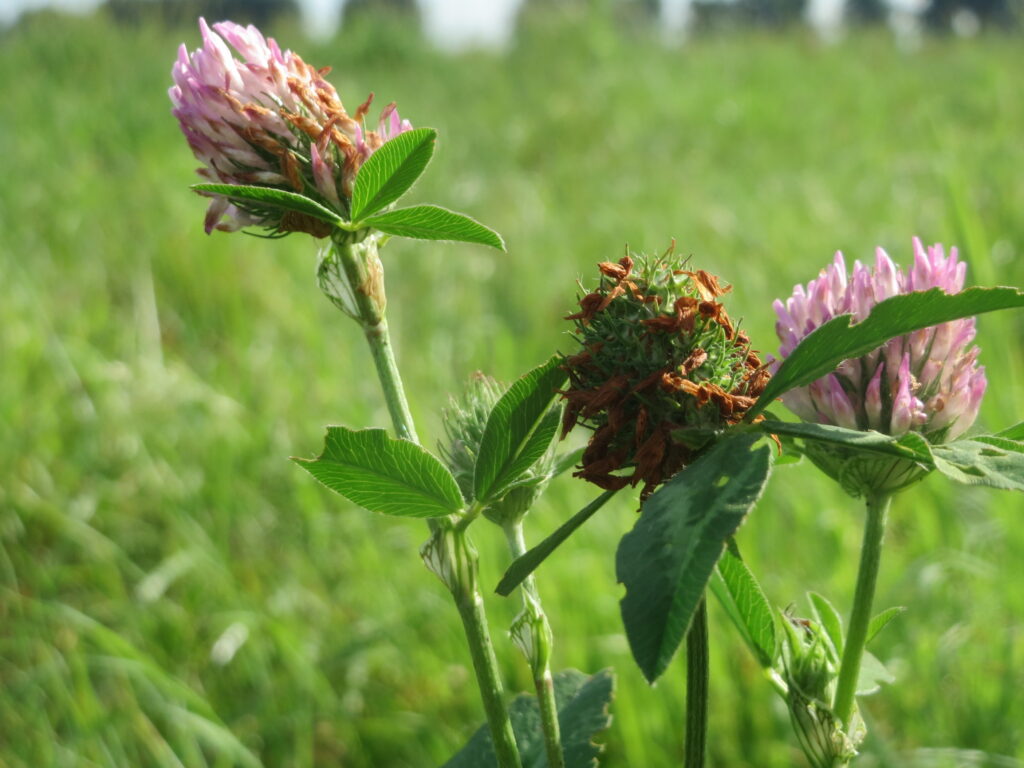 How to Correctly Identify Red Clover (Trifolium pratense)
