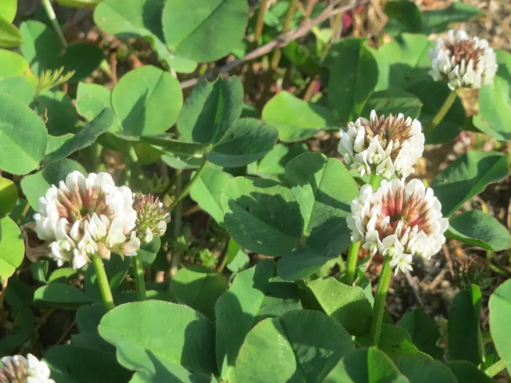 White clover creeping over the ground with trifoliate leaves