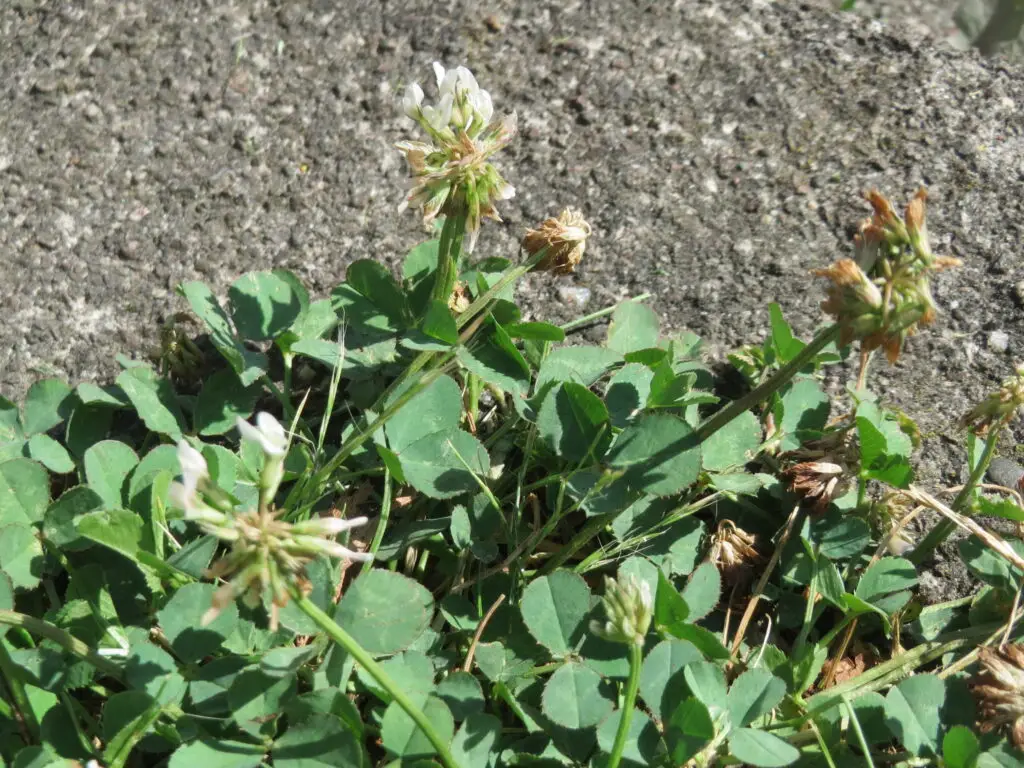 White globe-shaped flower head of white clover Trifolium repens on a long stalk
