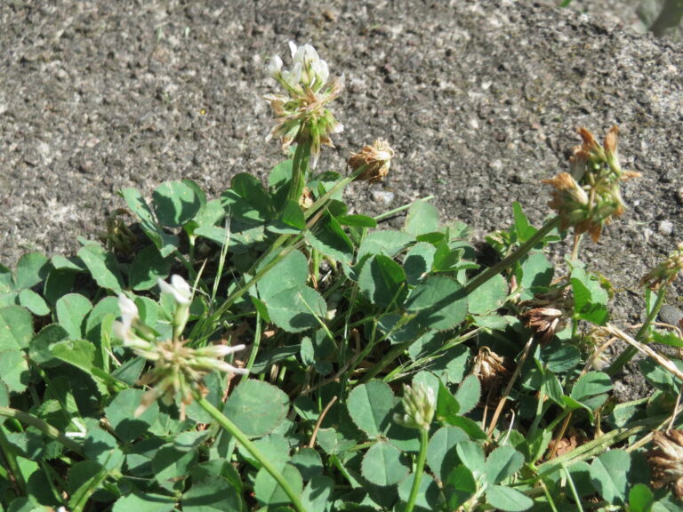 How to Correctly Identify White Clover (Trifolium repens)