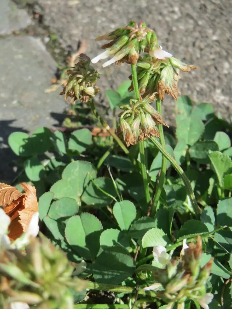 Rounded trifoliate leaflets of white clover with pale watermark