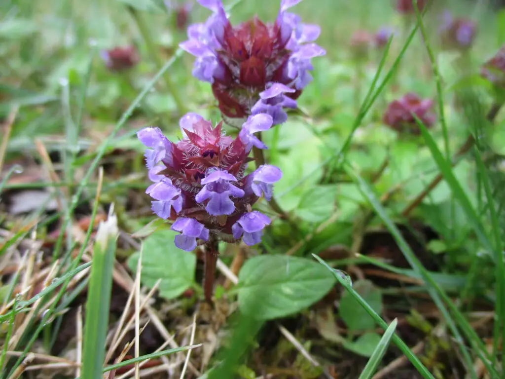 Whole flowering plant of Prunella vulgaris showing square stem and paired leaves