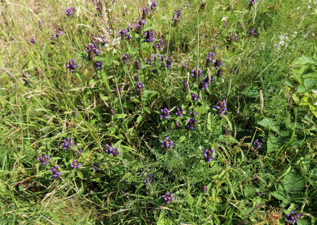 Prunella vulgaris growing low in grassland