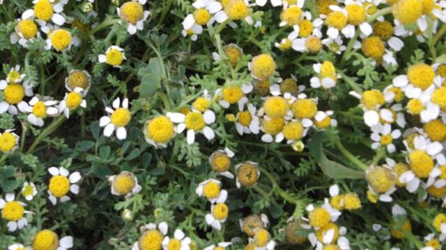 How to Correctly Identify Chamomile (Matricaria chamomilla)