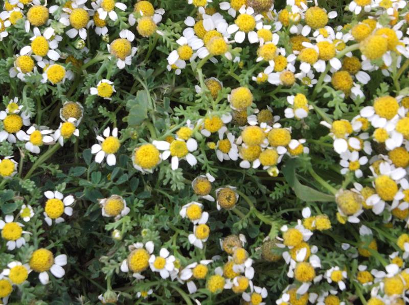 How to Correctly Identify Chamomile (Matricaria chamomilla)