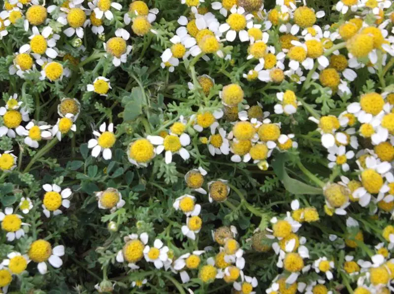 Close-up of German chamomile flower head with white rays and domed yellow disc