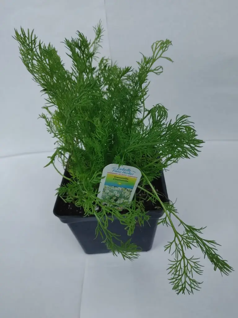 Whole flowering German chamomile plant with feathery leaves and many daisy-like flowers