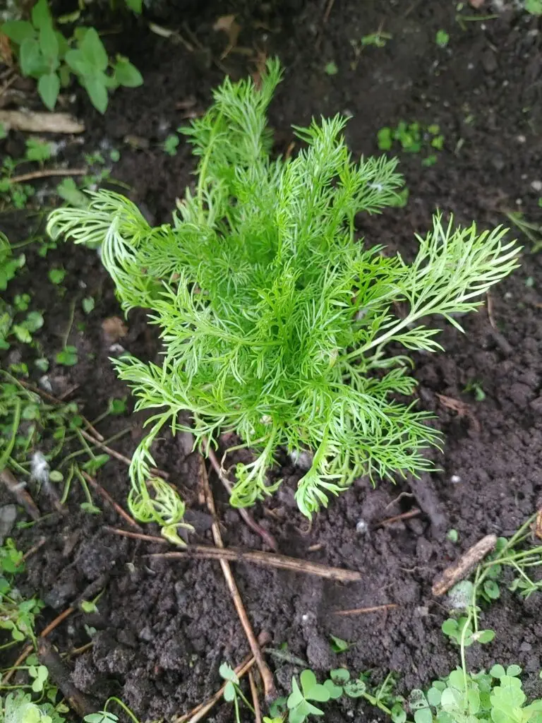 German chamomile flowers showing white ray florets bending back from a raised yellow cone