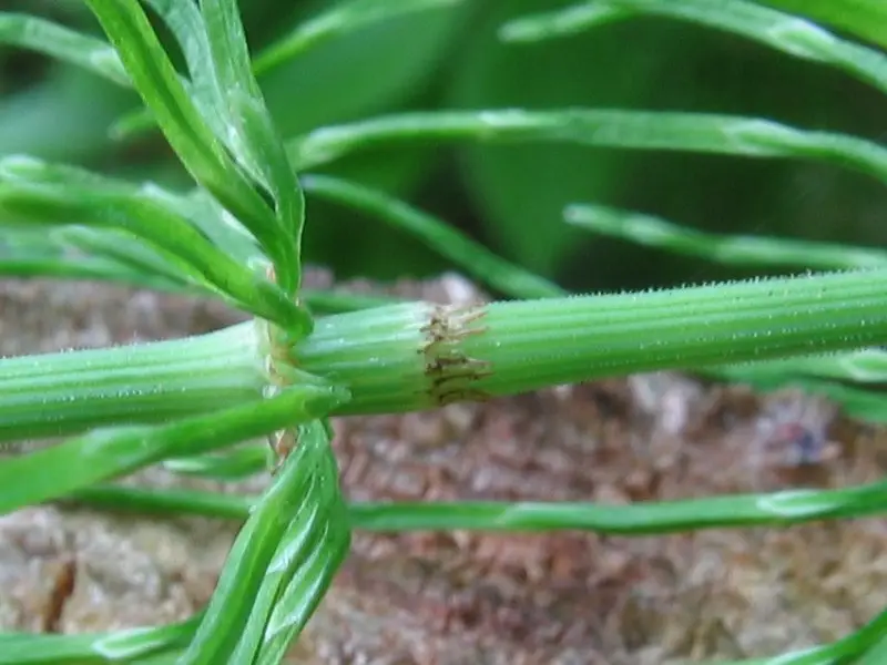 Close-up of stem node sheath and branch whorl of Equisetum pratense