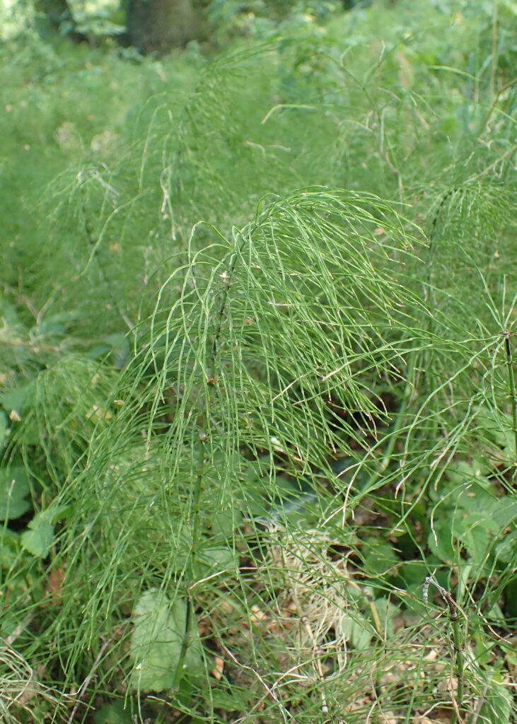 How to Correctly Identify Shady Horsetail (Equisetum pratense)