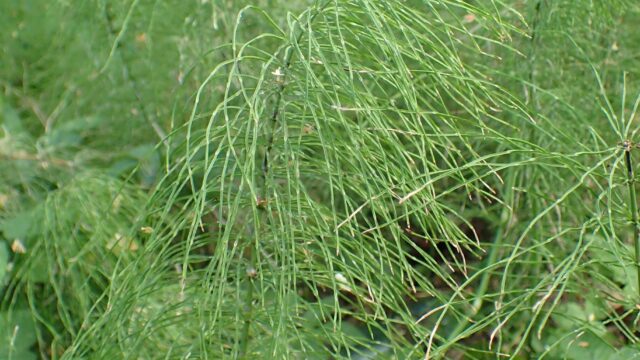 How to Correctly Identify Shady Horsetail (Equisetum pratense)