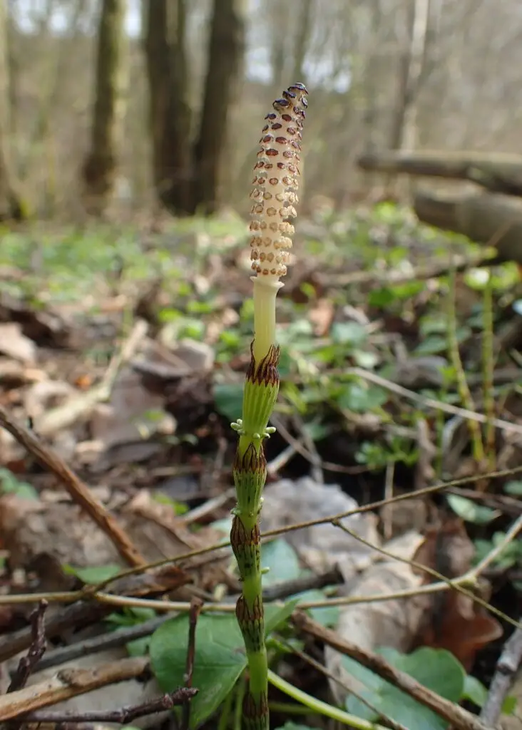 Stand of Equisetum pratense in shaded ground
