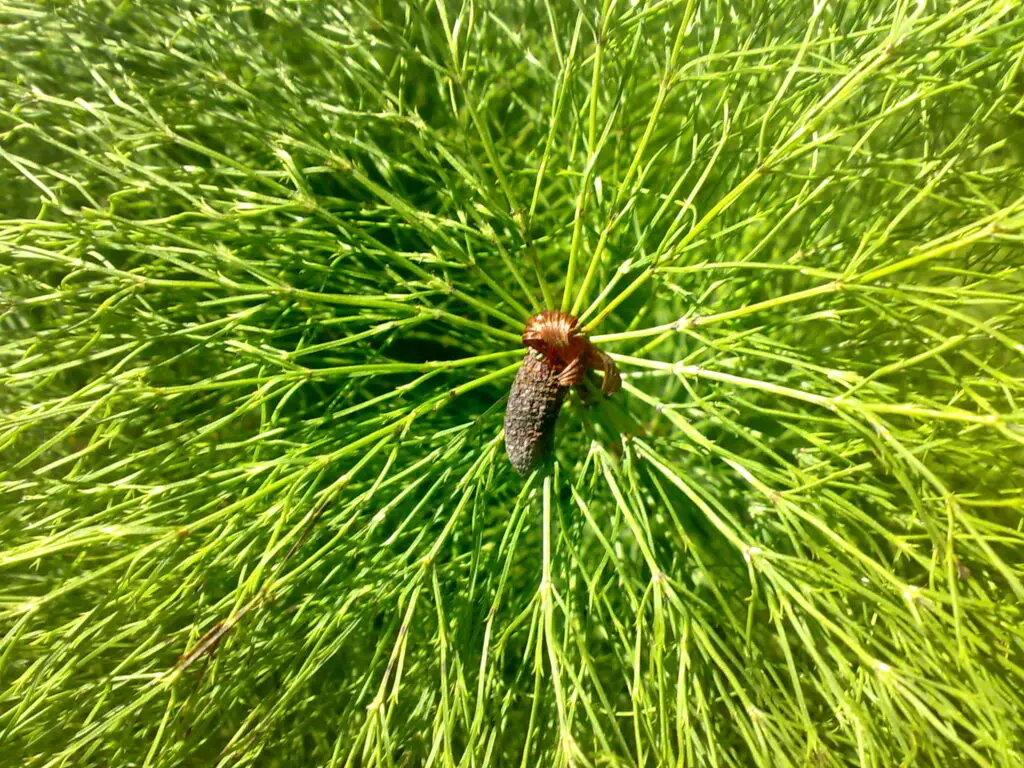 Wood horsetail Equisetum sylvaticum with drooping, doubly branched whorls of branches