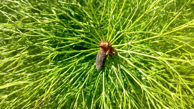 How to Correctly Identify Wood Horsetail (Equisetum sylvaticum)