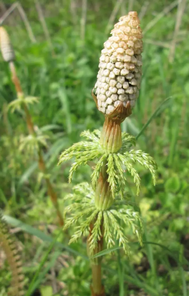 Stem node of wood horsetail showing loose reddish-brown sheath teeth fused into lobes