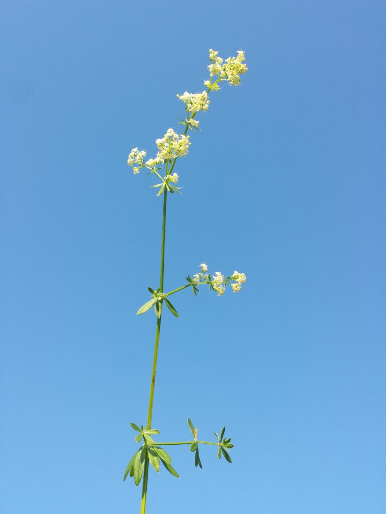How to Correctly Identify Hedge bedstraw (Galium album)