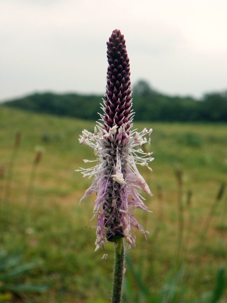 How to Correctly Identify Broadleaf Plantain (Plantago major) and Hoary Plantain (Plantago media)