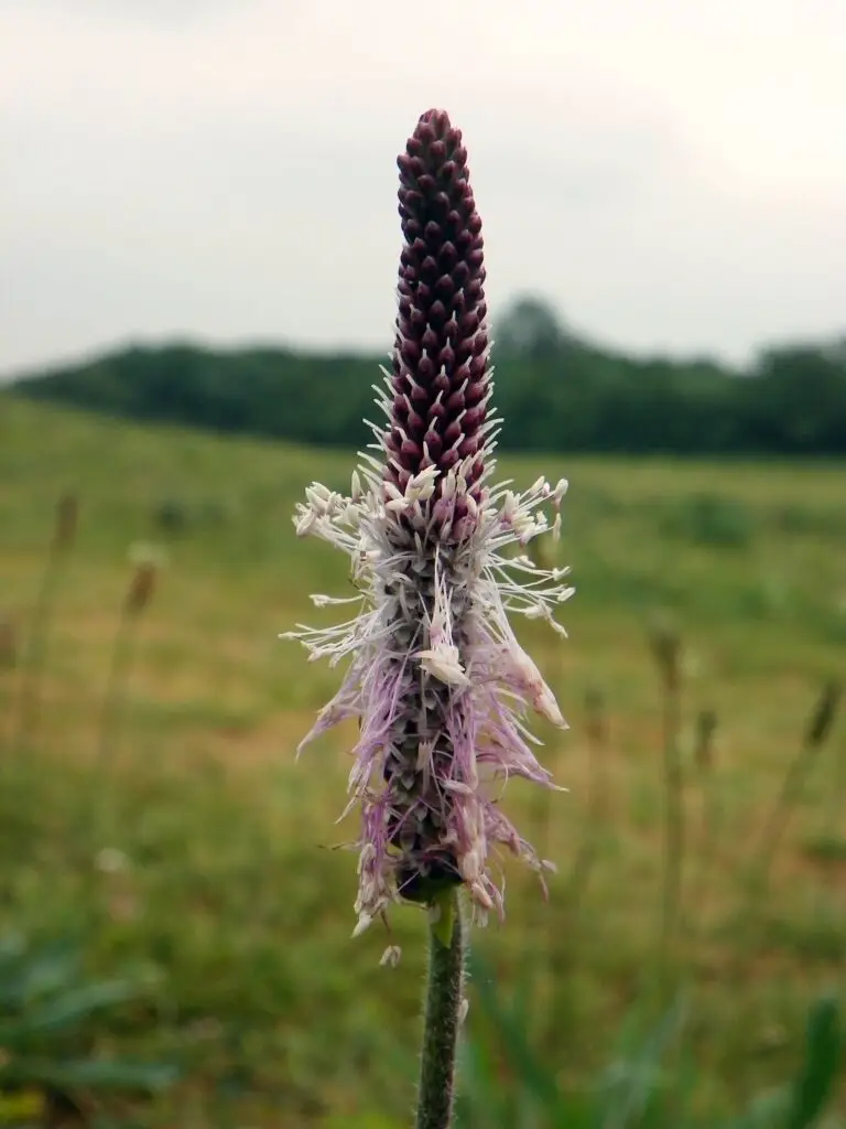 Flower spike of hoary plantain Plantago media with pink-lilac stamens