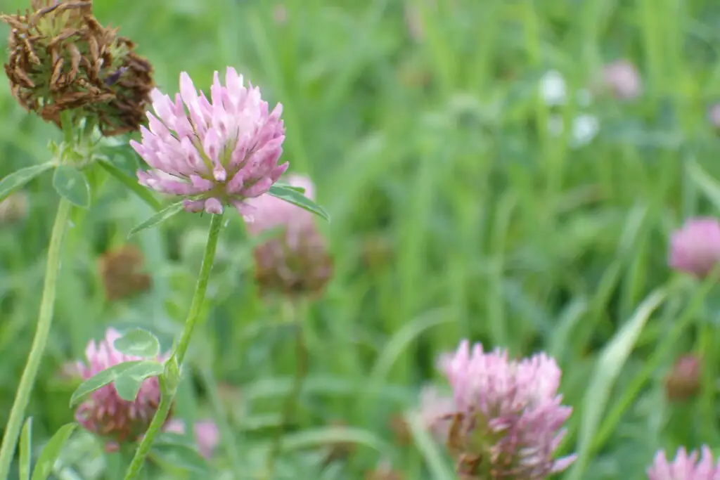 Red clover flower head with trifoliate leaves and pale crescent leaf markings