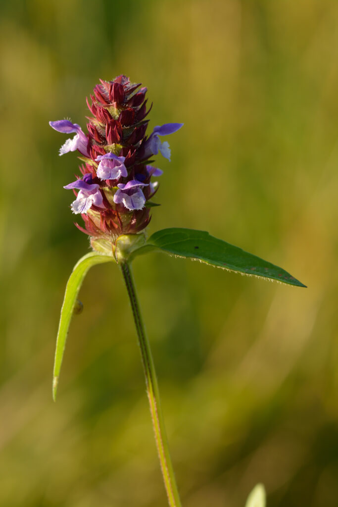 How to Correctly Identify Heal-All (Prunella vulgaris)