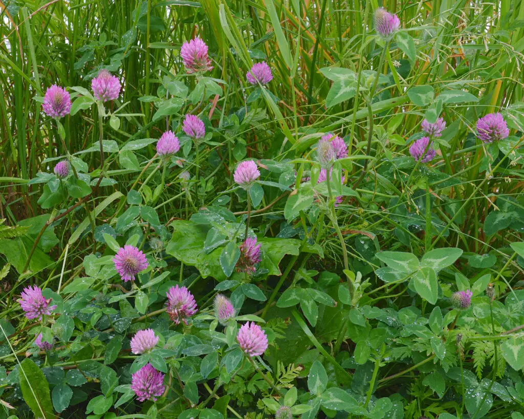 Whole red clover plant showing upright hairy stems and trifoliate leaves