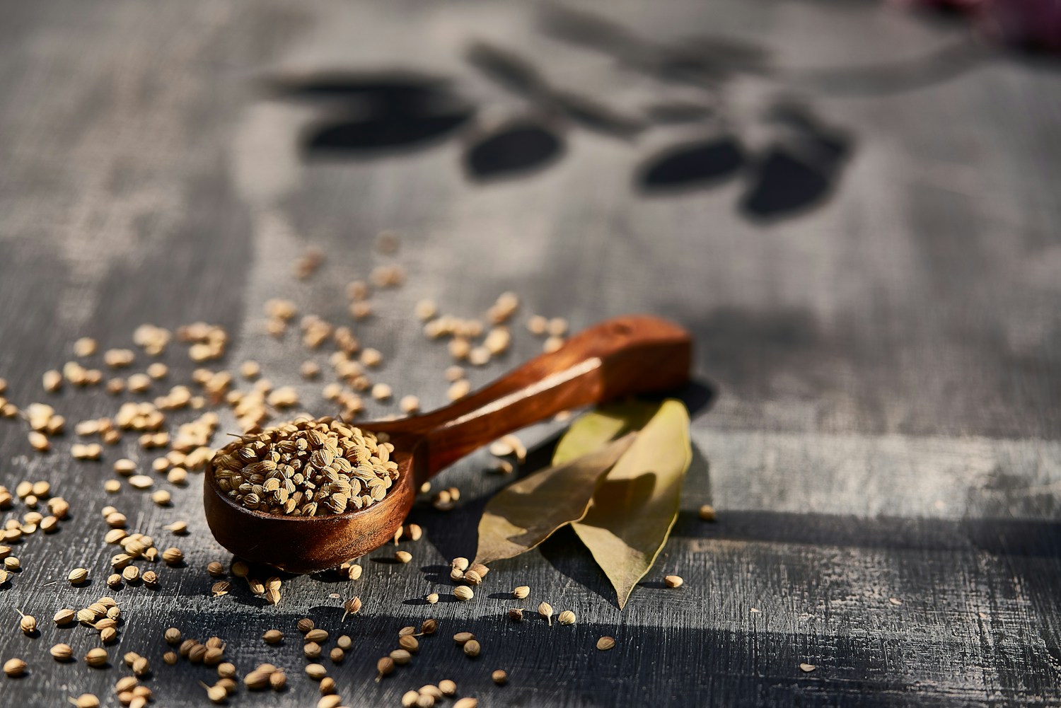 Ajwain – Trachyspermum ammi