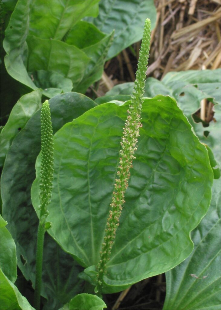 Broadleaf Plantain – Plantago major