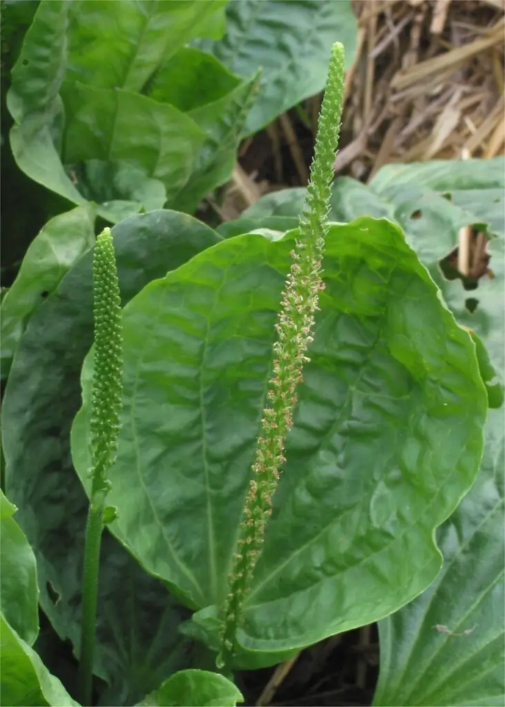 Broadleaf plantain Plantago major with upright green flower spikes