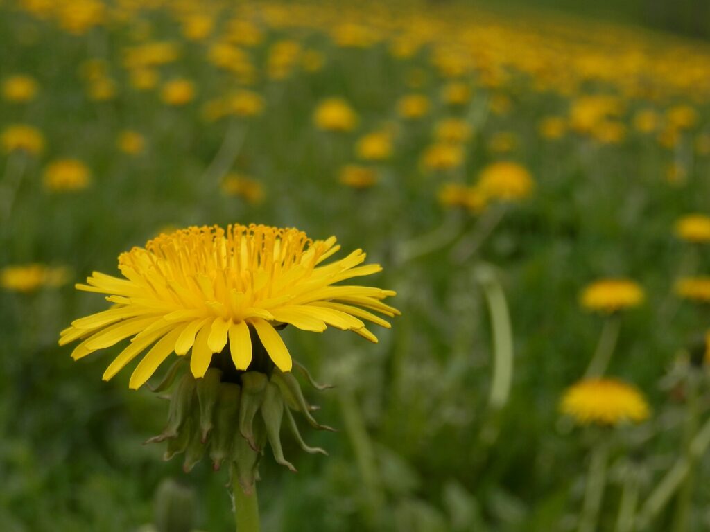 Dandelion – Taraxacum officinale