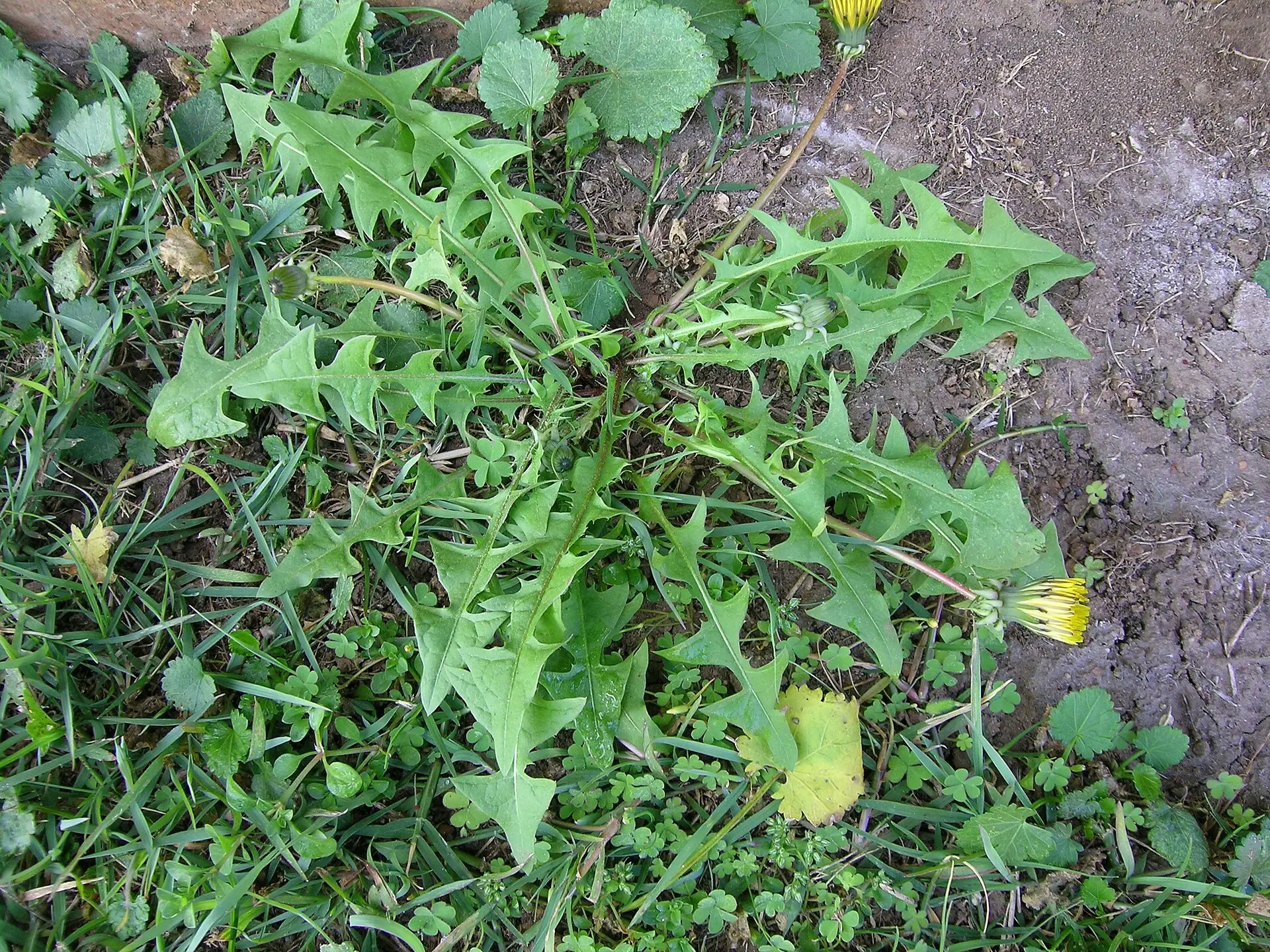 Dandelion plant showing the basal rosette of toothed leaves