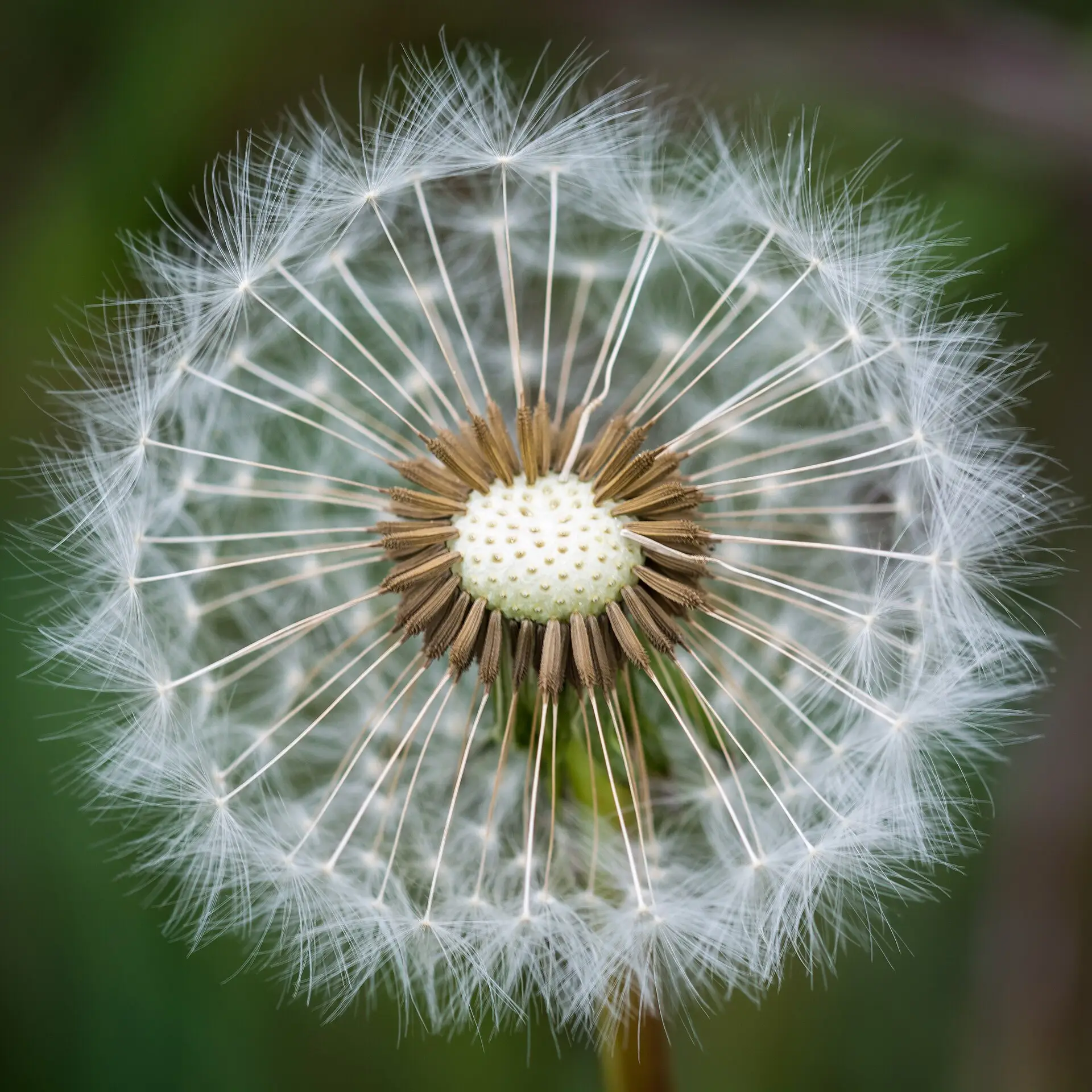 Spherical white dandelion seed-head ready to disperse