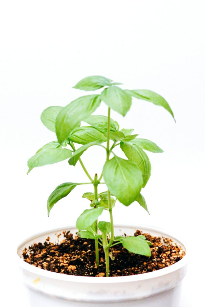 Holy Basil
