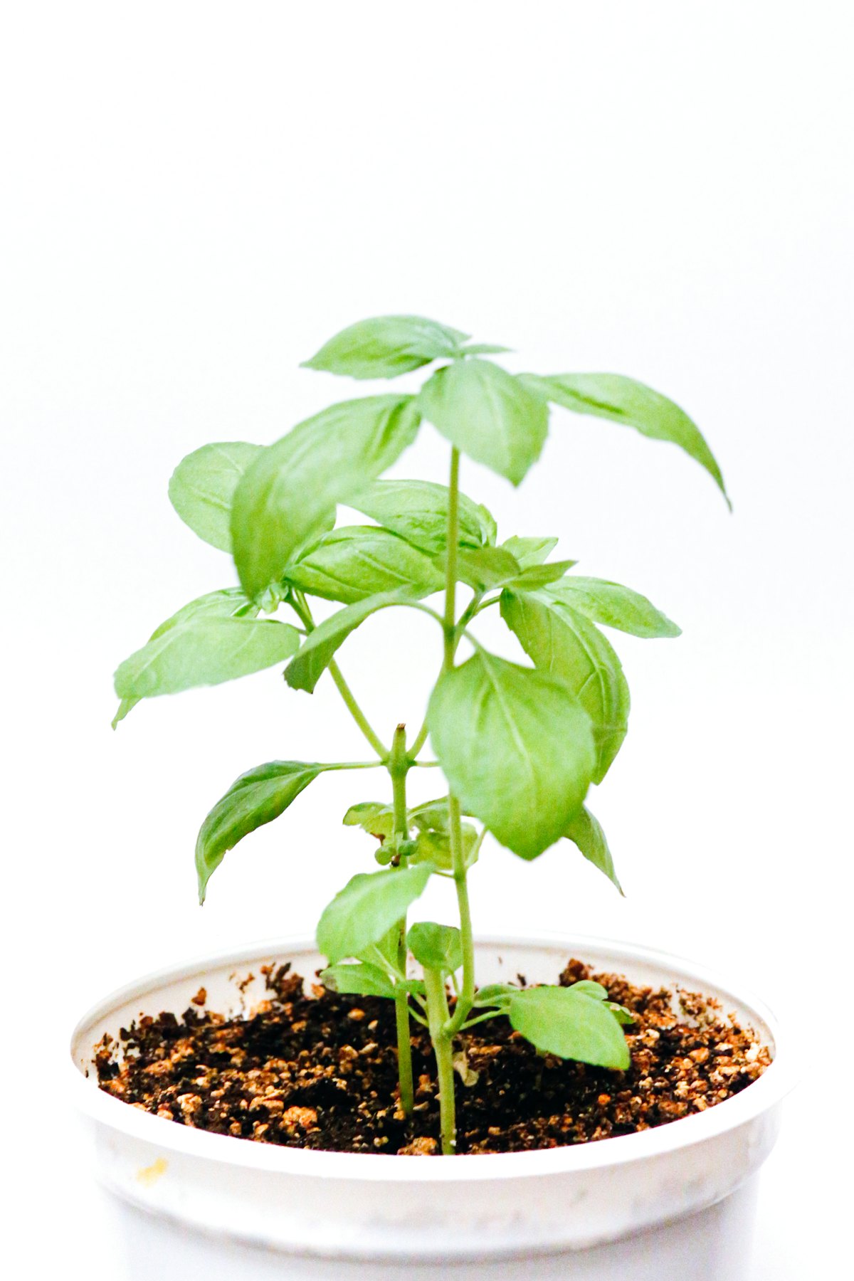 Holy Basil