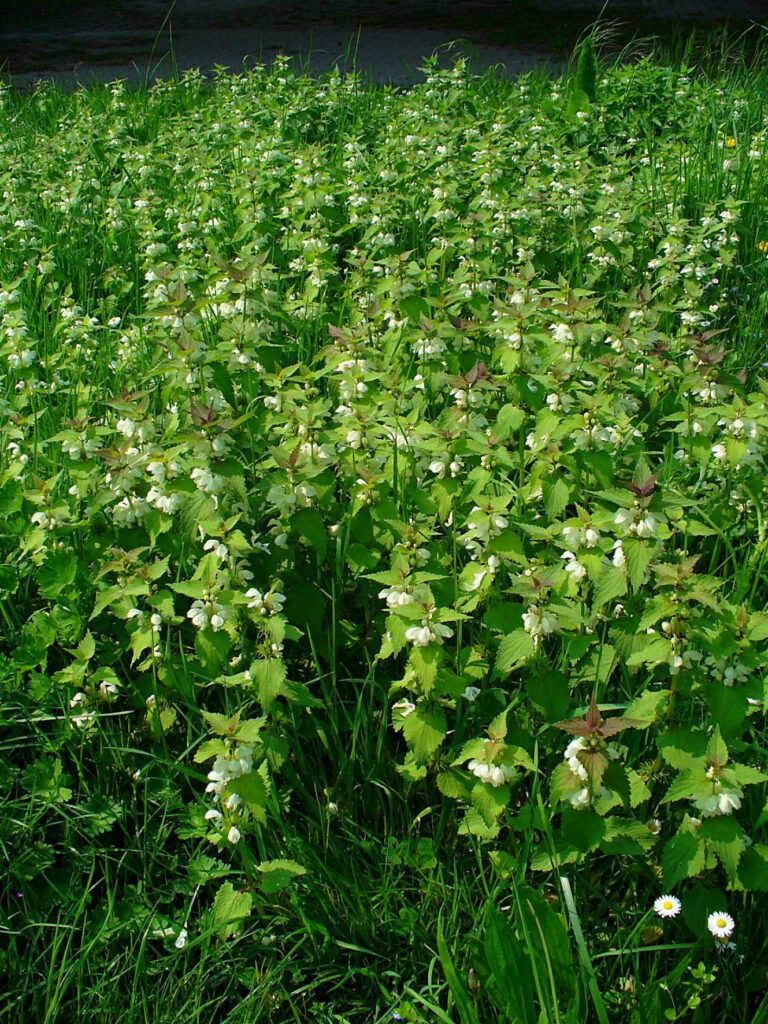 White Dead Nettle – Lamium album