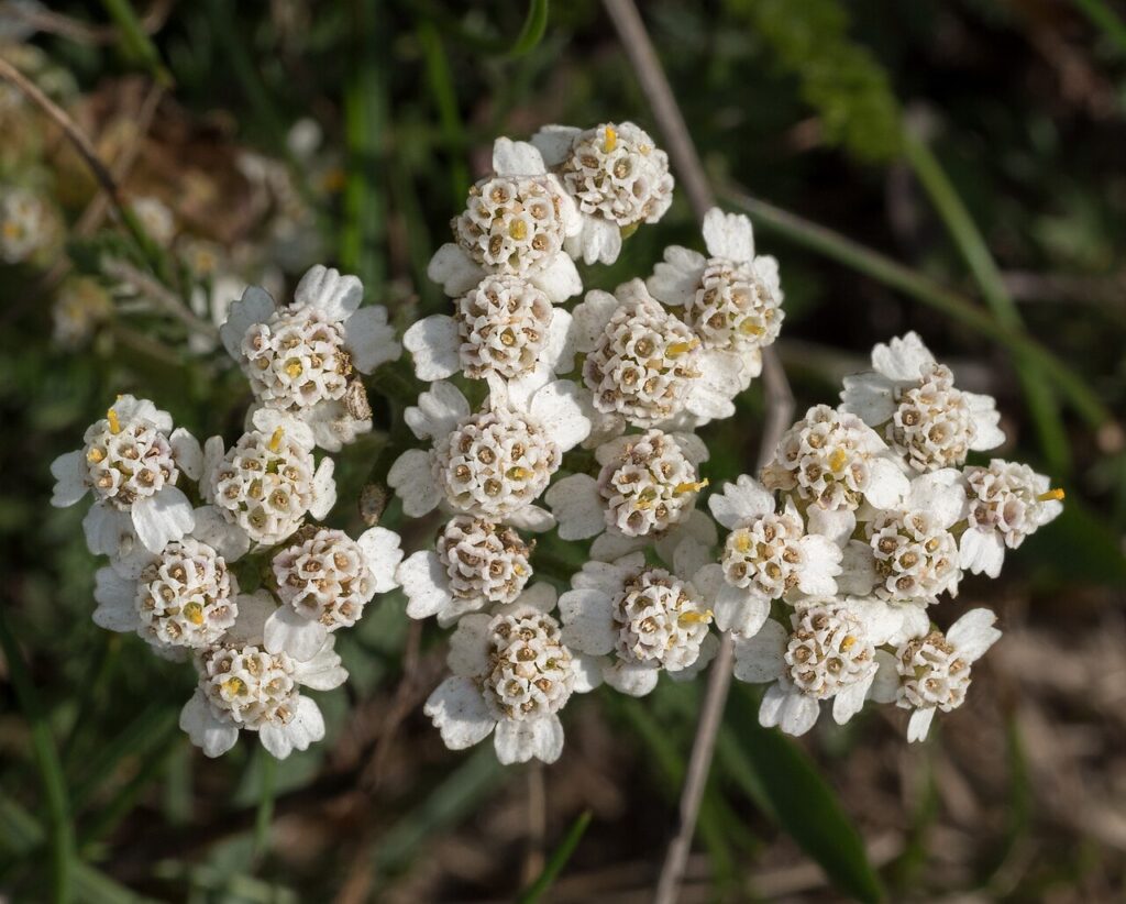 Yarrow – Achillea millefolium